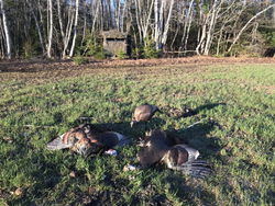 Tracking tukey in Maine's dense woods!